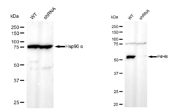 [KD Validated] Anti-P4HB Mouse mAb [54Q37R49]