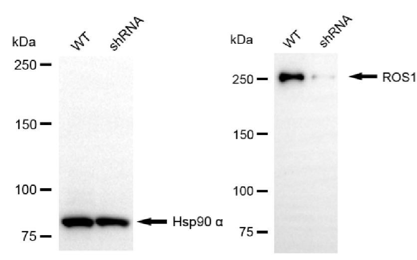 [KD Validated] Anti-ROS1 Mouse mAb [30C80S56]