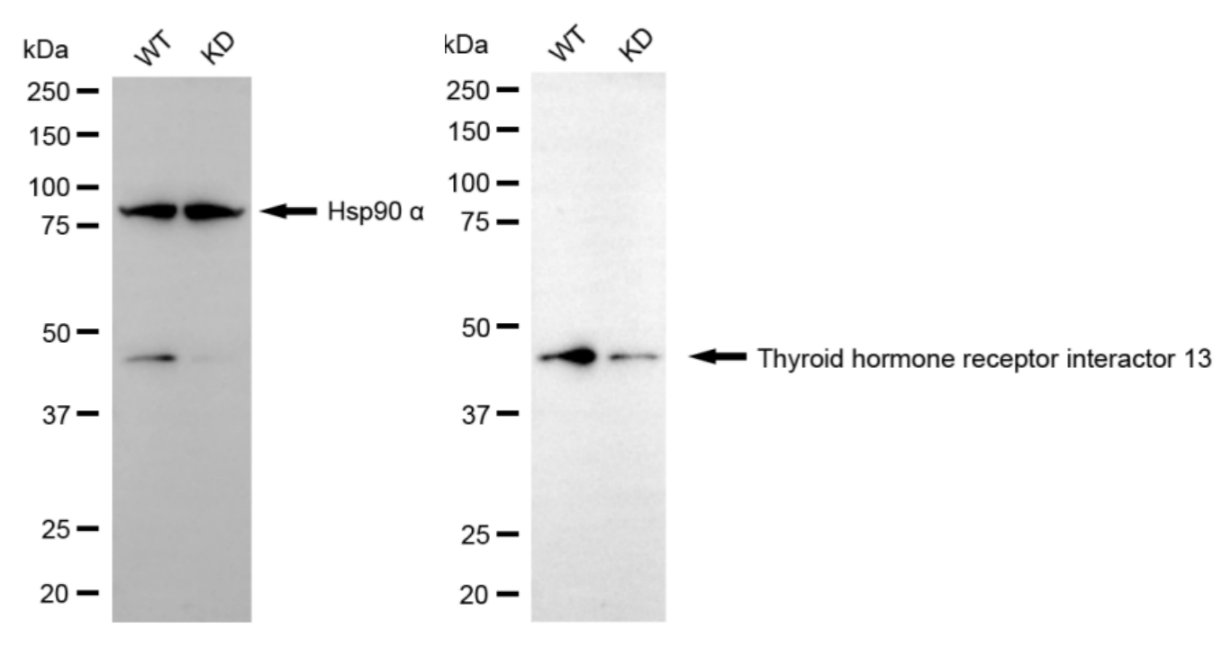 [KD Validated] Anti-TRIP13 Mouse mAb [31T74N63]