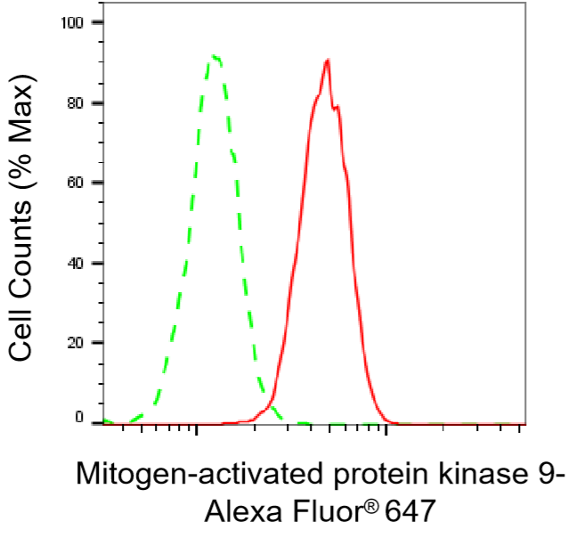 [KD Validated] Anti-MAPK9 Mouse mAb [59K99K91]