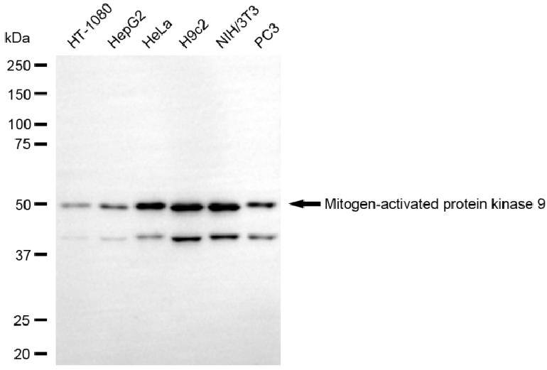 [KD Validated] Anti-MAPK9 Mouse mAb [59K99K91]