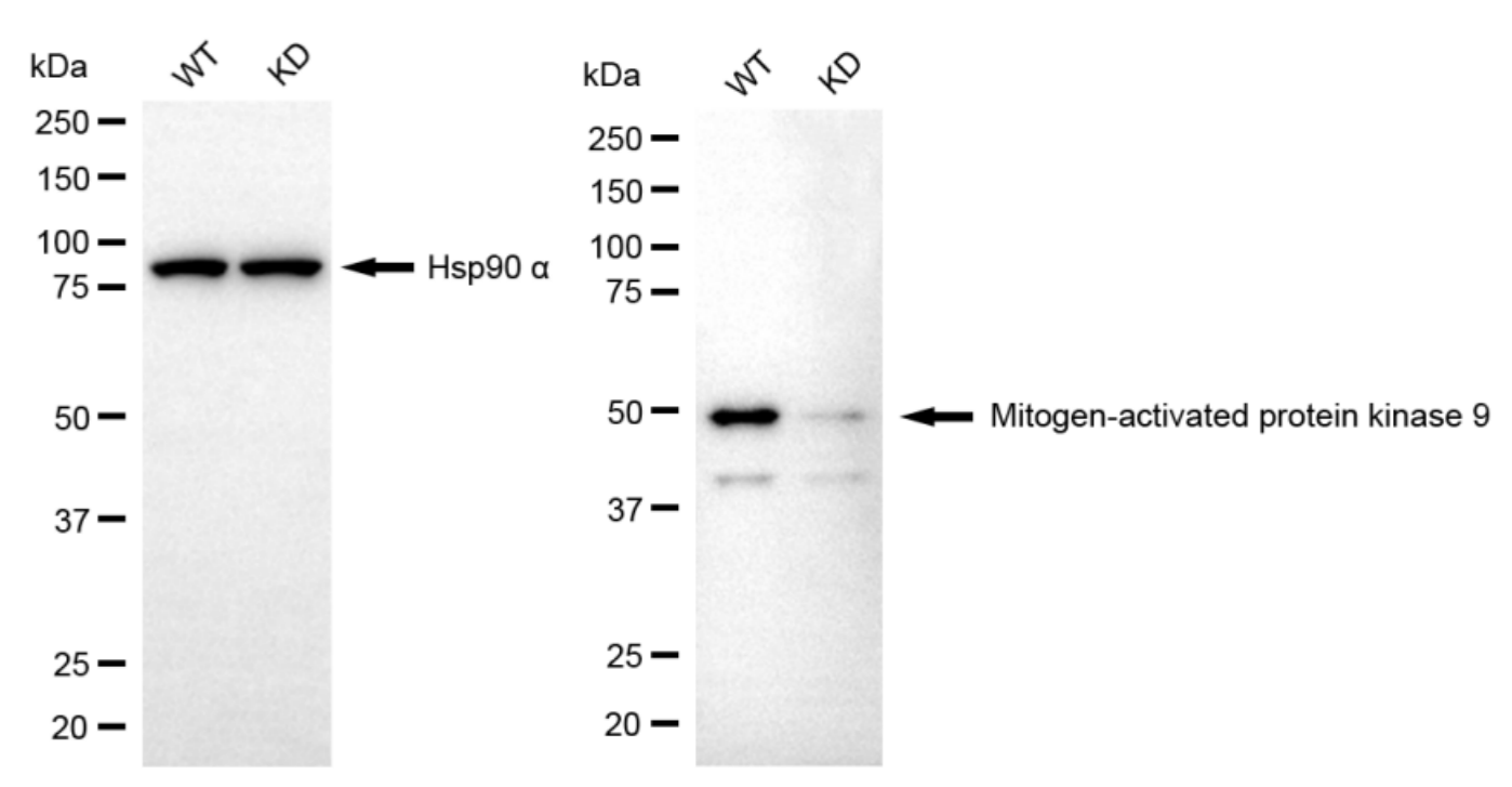 [KD Validated] Anti-MAPK9 Mouse mAb [59K99K91]