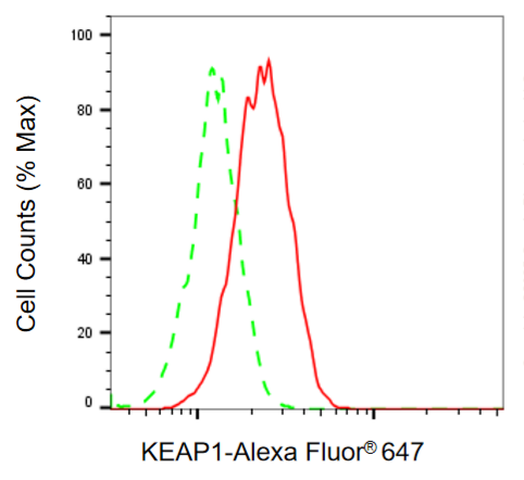 [KD Validated] Anti-KEAP1 Mouse mAb [57O48J83]