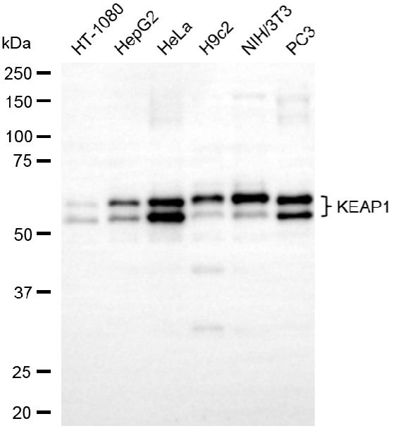 [KD Validated] Anti-KEAP1 Mouse mAb [57O48J83]