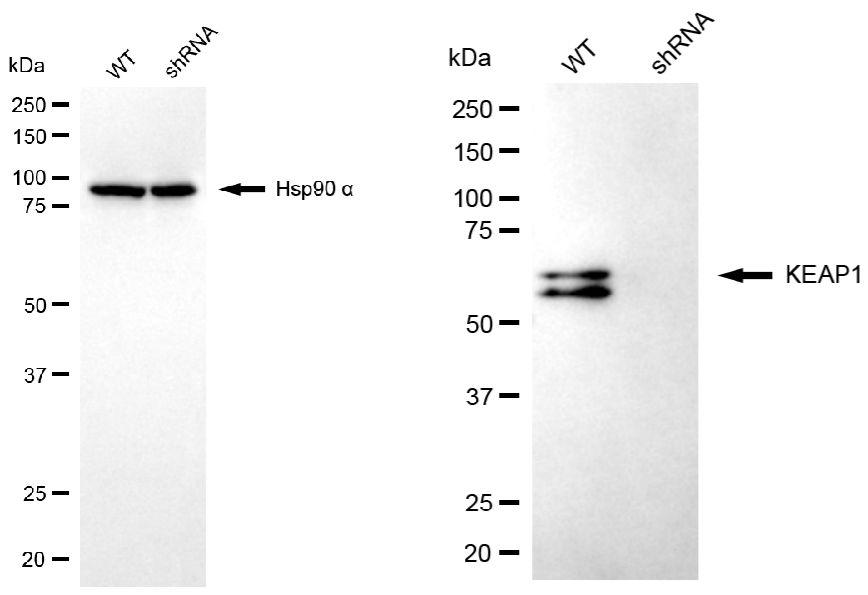 [KD Validated] Anti-KEAP1 Mouse mAb [57O48J83]