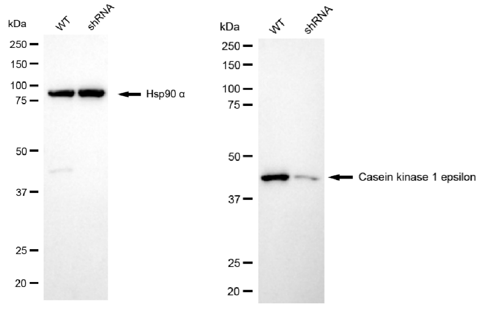[KD Validated] Anti-CSNK1E Mouse mAb [76E99G25]