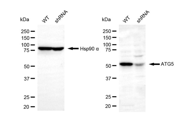 [KD Validated] Anti-ATG5 Rabbit pAb