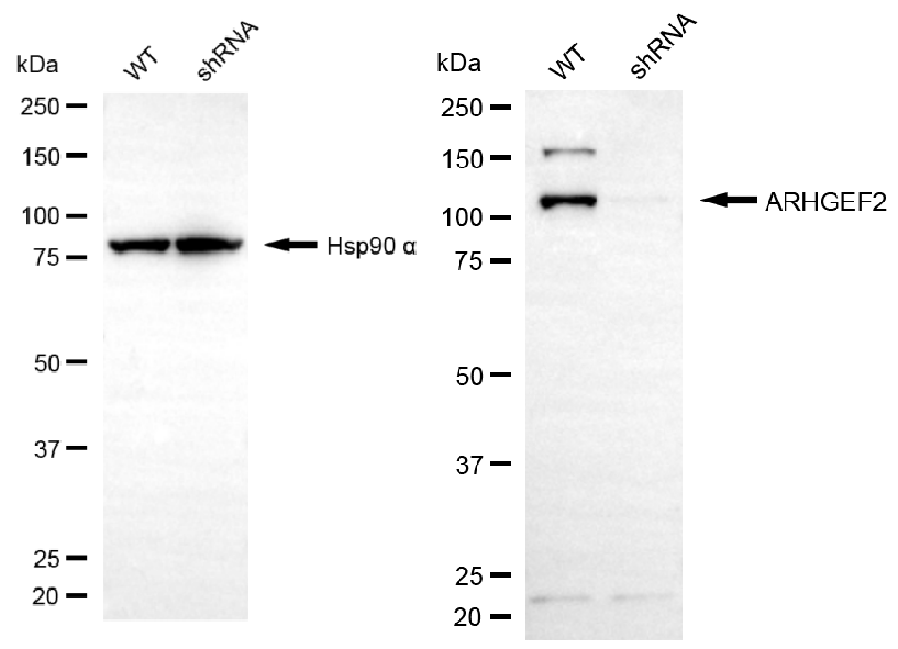[KD Validated] Anti-ARHGEF2 Rabbit pAb