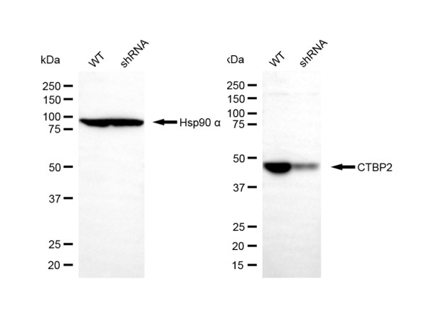 [KD Validated] Anti-CTBP2 Rabbit pAb