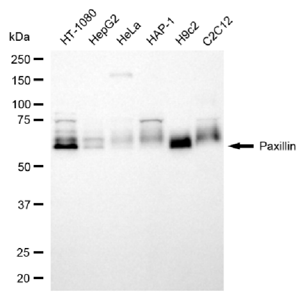 [KD Validated] Anti-PXN Rabbit pAb