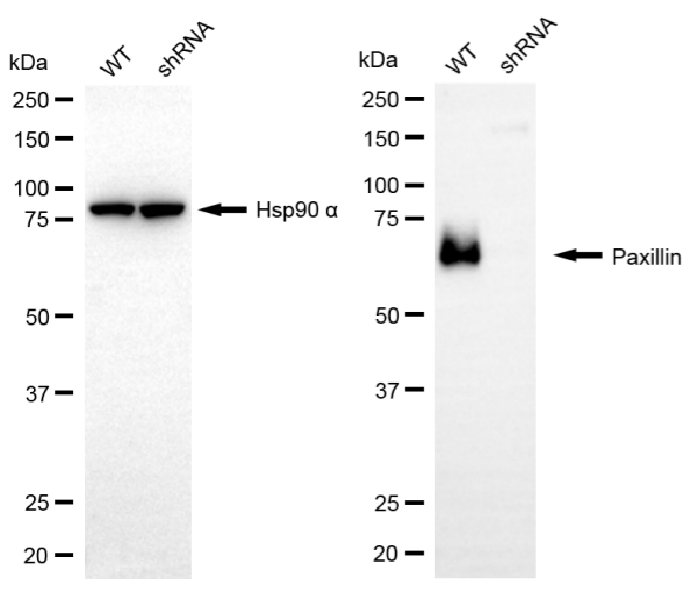 [KD Validated] Anti-PXN Rabbit pAb