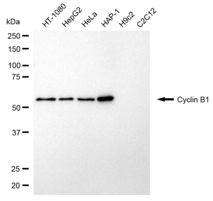 [KD Validated] Anti-CCNB1 Rabbit pAb