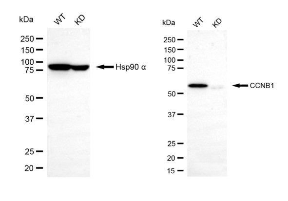 [KD Validated] Anti-CCNB1 Rabbit pAb
