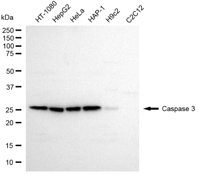 [KD Validated] Anti-CASP3 Rabbit pAb