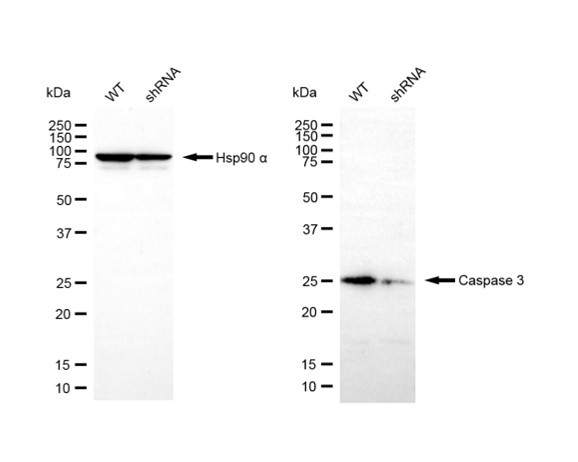 [KD Validated] Anti-CASP3 Rabbit pAb
