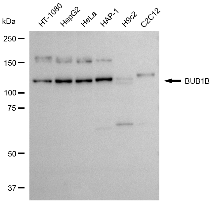 [KD Validated] Anti-BUB1B Rabbit pAb