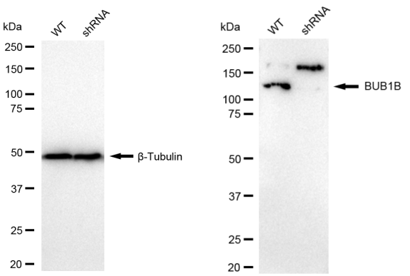 [KD Validated] Anti-BUB1B Rabbit pAb