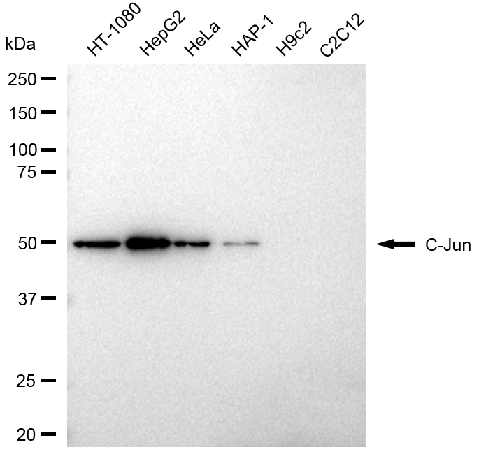[KD Validated] Anti-JUN Rabbit pAb