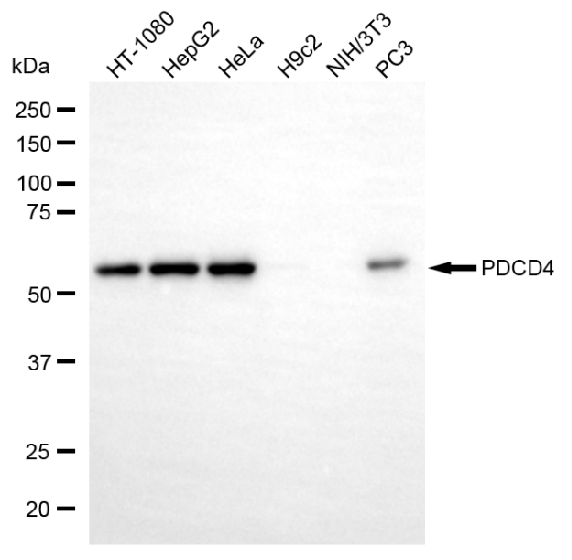 [KD Validated] Anti-PDCD4 Rabbit mAb [34D83F90]