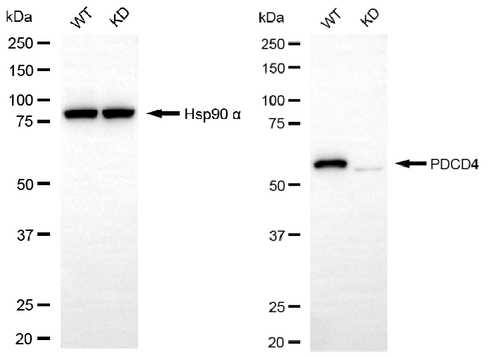 [KD Validated] Anti-PDCD4 Rabbit mAb [34D83F90]