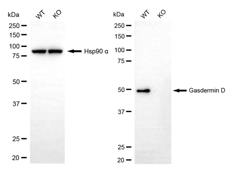 [KO Validated] Anti-GSDMD Rabbit mAb [34L45K62]
