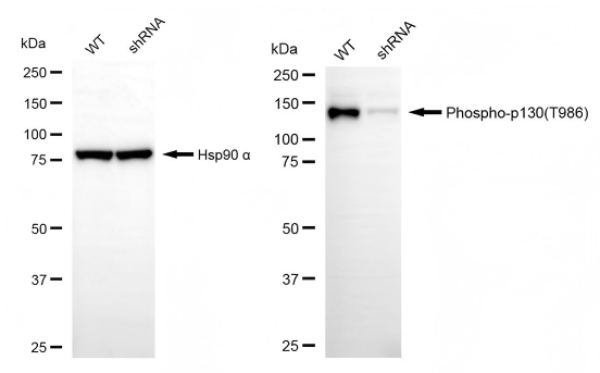 [KD Validated] Anti-RBL2 Rabbit mAb [77S24D95]