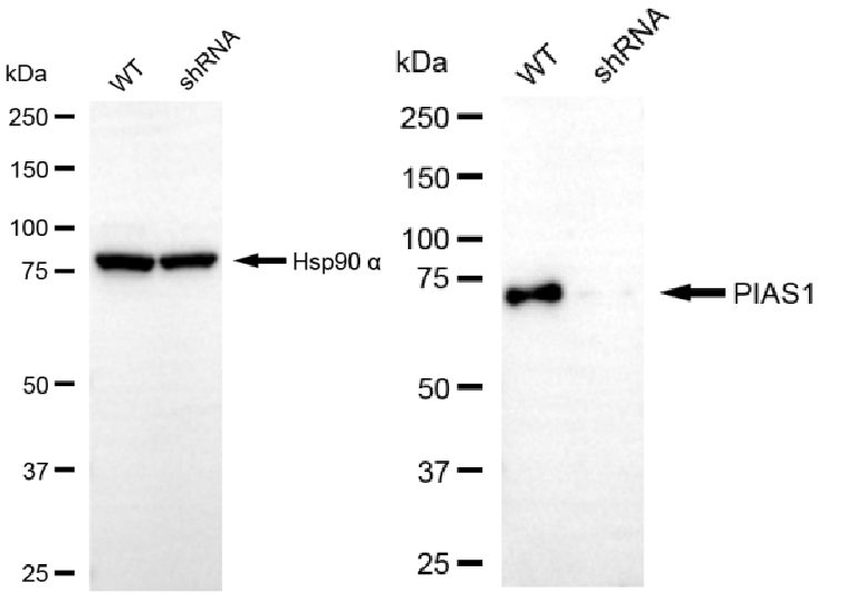 [KD Validated] Anti-PIAS1 Rabbit mAb [12G79N18]