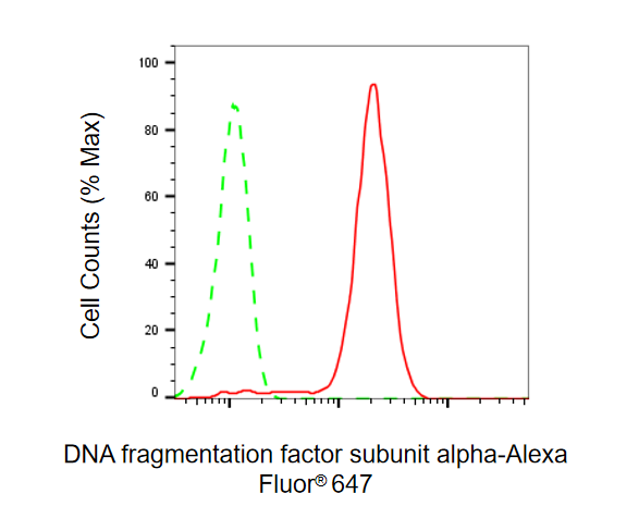 [KD Validated] Anti-DFFA Rabbit mAb [52H79H34]