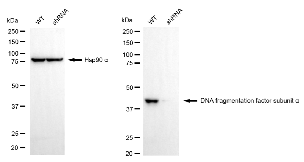 [KD Validated] Anti-DFFA Rabbit mAb [52H79H34]
