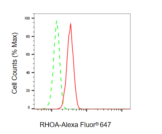 [KD Validated] Anti-RHOA Rabbit mAb [27N85J50]