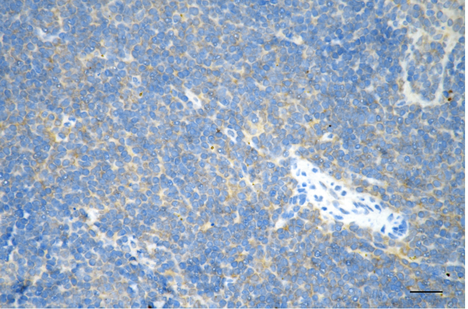[KD Validated] Anti-RHOA Rabbit mAb [27N85J50]