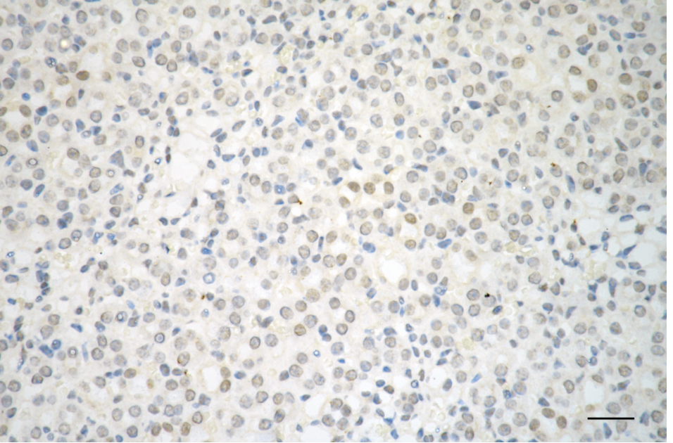 [KD Validated] Anti-RHOA Rabbit mAb [27N85J50]