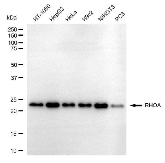 [KD Validated] Anti-RHOA Rabbit mAb [27N85J50]