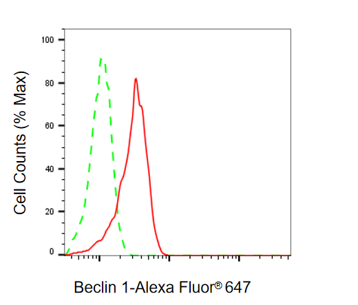 [KD Validated] Anti-BECN1 Rabbit mAb [95D03H08]