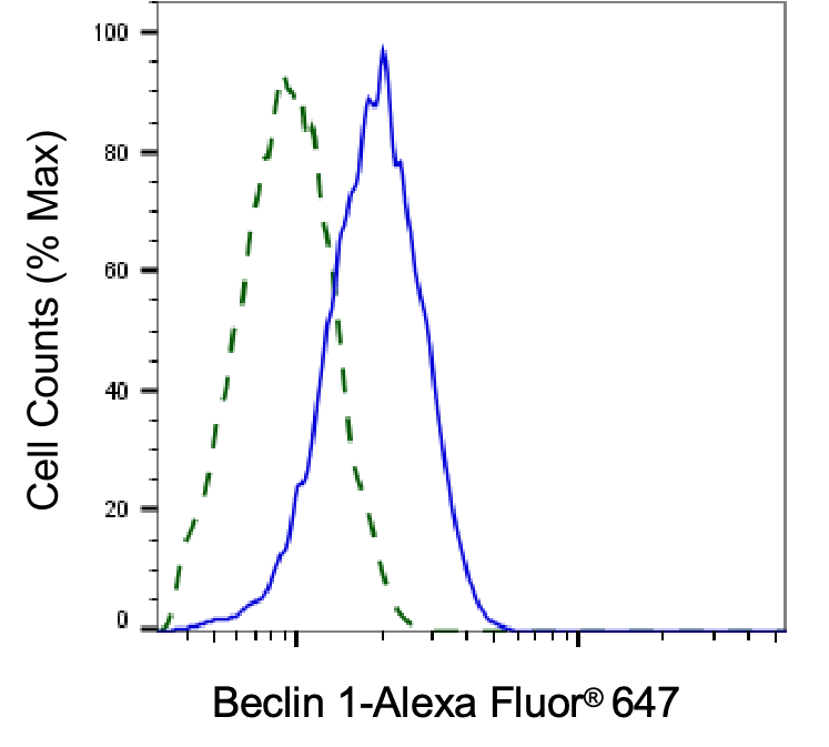 [KD Validated] Anti-BECN1 Rabbit mAb [95D03H08]