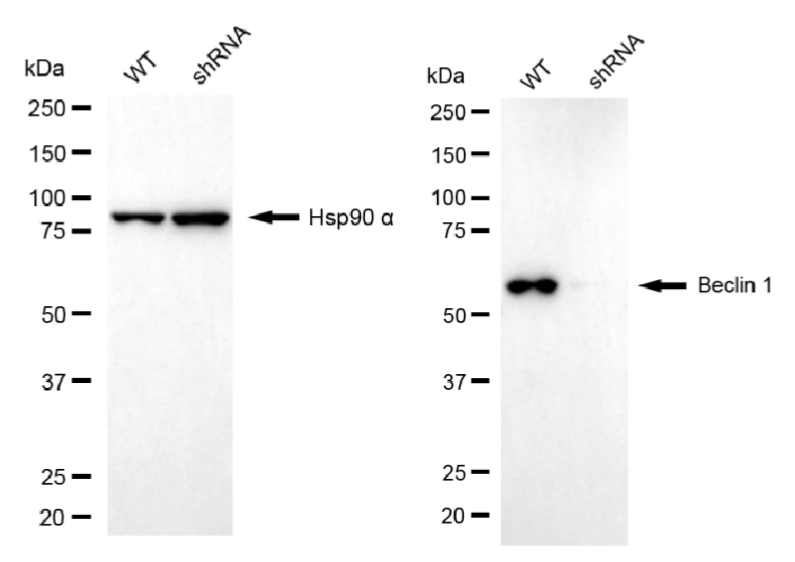 [KD Validated] Anti-BECN1 Rabbit mAb [95D03H08]