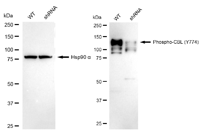 [KD Validated] Anti-CBL Rabbit mAb [34H25O90]
