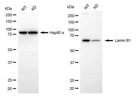 [KD Validated] Anti-LMNB1 Rabbit mAb [94B91M23]
