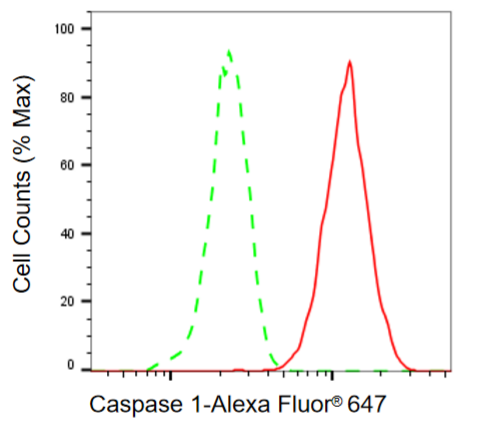 [KD Validated] Anti-CASP1 Rabbit mAb [70L14C80]