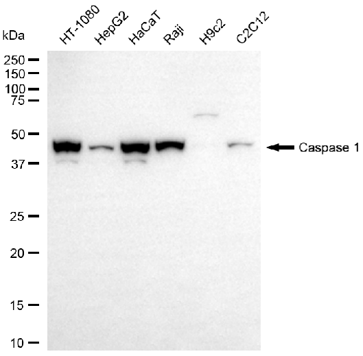[KD Validated] Anti-CASP1 Rabbit mAb [70L14C80]