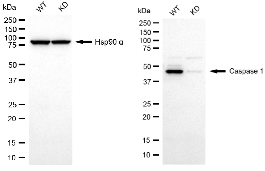 [KD Validated] Anti-CASP1 Rabbit mAb [70L14C80]
