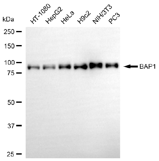 [KO Validated] Anti-BAP1 Rabbit mAb [37M71S60]