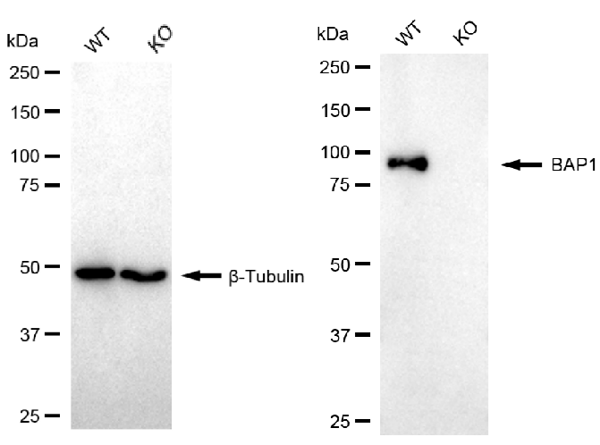 [KO Validated] Anti-BAP1 Rabbit mAb [37M71S60]
