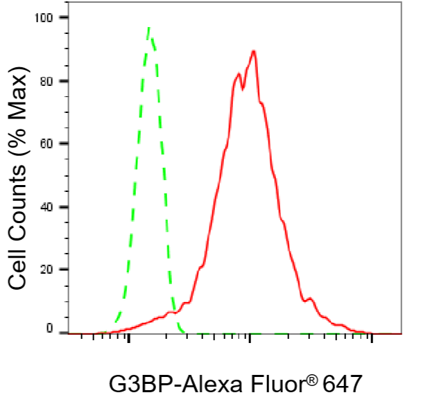 [KO Validated] Anti-G3BP1 Rabbit mAb [48S21F03]