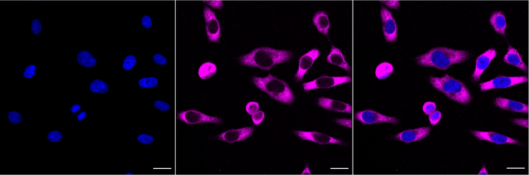 [KO Validated] Anti-G3BP1 Rabbit mAb [48S21F03]