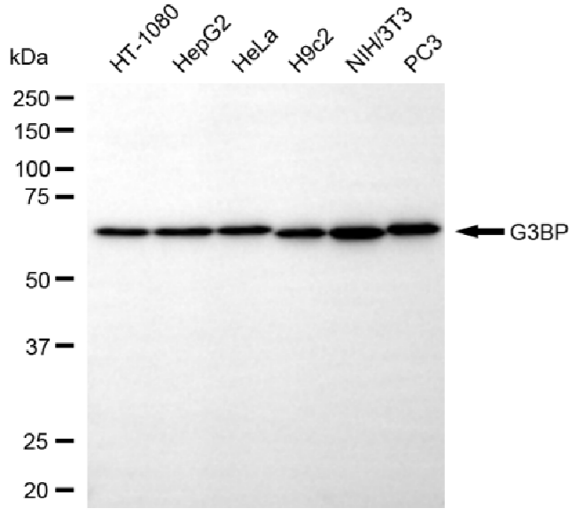 [KO Validated] Anti-G3BP1 Rabbit mAb [48S21F03]