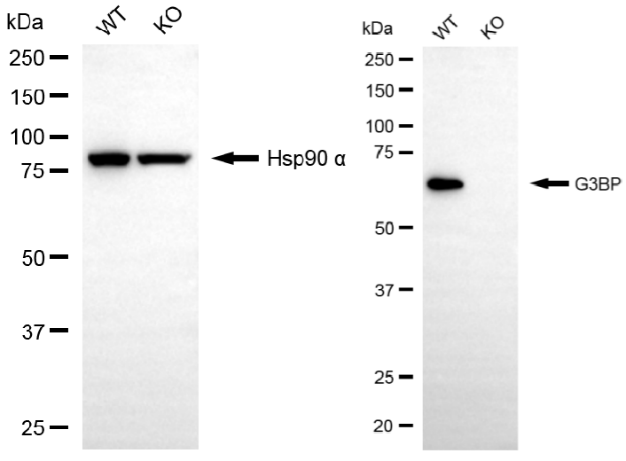[KO Validated] Anti-G3BP1 Rabbit mAb [48S21F03]