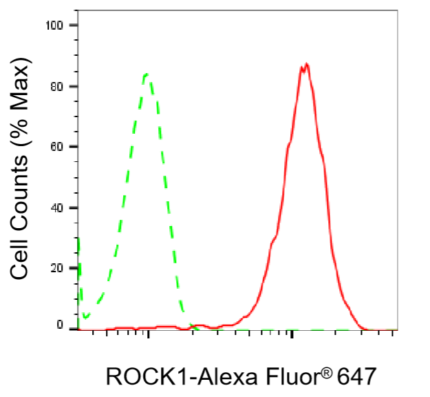[KO Validated] Anti-ROCK1 Rabbit mAb [91L12S74]