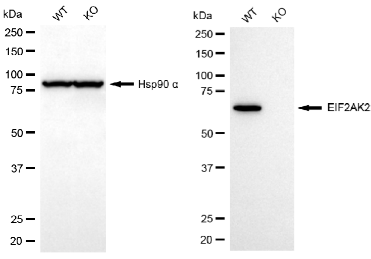 [KO Validated] Anti-EIF2AK2 Rabbit mAb [54R58D61]