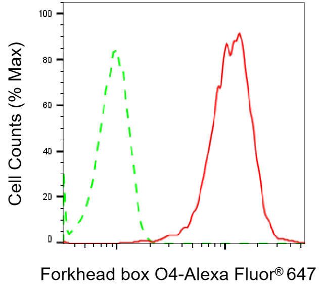 [KO Validated] Anti-FOXO4 Rabbit mAb [72H93T87]
